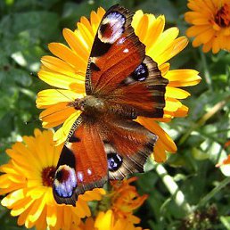 ���������, �����, 35 ���