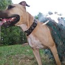 ���� �������� �����������, �������� - ��������� 4 ������ 2013