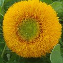 ��� �����. �� ������� ���� ����������