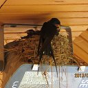 ���� ����, ����������� - ��������� 8 ������� 2013 � ������ ��� �����