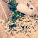 ���� ������, �����-���������, 33 ���� - ��������� 3 ������� 2013 � ������ ���� ����������