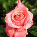 ���� �����, �����������, 48 ��� - ��������� 7 ������� 2013 � ������ ���� ����������