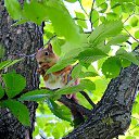 ���� Pittolinn, �����������, 54 ���� - ��������� 22 ������� 2013 � ������ �������