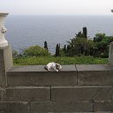 C���� ��������� � ������������ ����� - ���������