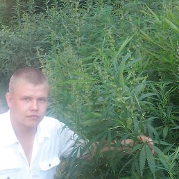 �������, ����������, 36 ���