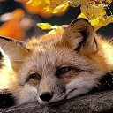 ���� ����, ��������, 40 ��� - ��������� 9 ����� 2014 � ������ ������ ��������