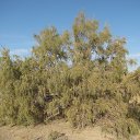 ���� �����, �������, 68 ��� - ��������� 29 ������ 2013 � ������ ����� ��������