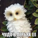 ���� �������, ����, 65 ��� - ��������� 11 ������� 2013 � ������ ���� ����������