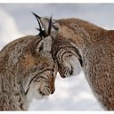 ���� ����, ������, 43 ���� - ��������� 13 ������ 2014 � ������ ���� ����������