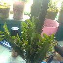  Masha, , 43  -  7  2013    