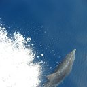 ���� �������, �������, 56 ��� - ��������� 17 �������� 2013 � ������ ���� ����������