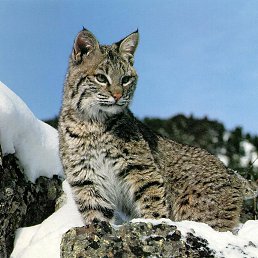 ���� ����������, ������ ��� - ��������� 17 ������� 2013