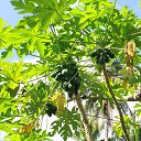 Philippines, Karaskal, papaya    