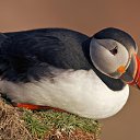  Puffin, , 44  -  24  2014    