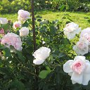 ���� ����, ������ �������� - ��������� 20 ������� 2013 � ������ ���� ����������