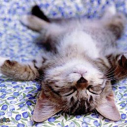 ���� ����, ������� - ��������� 26 ������� 2013