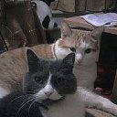 ���� �����, �����, 62 ���� - ��������� 5 ������� 2013 � ������ ���� ����������