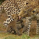 ���� �������, ���� - ��������� 13 ������ 2013 � ������ �Leo�