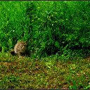  Nata Li Legata,  -  12  2013   ,  )