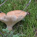 ���� Svann, ���������, 71 ��� - ��������� 18 �������� 2013 � ������ �������� �����