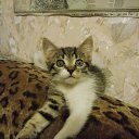 ���� ���������, �������-�����, 50 ��� - ��������� 26 ������� 2013 � ������ ����߻