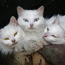 ���� ����, ������ - ��������� 5 ������� 2013 � ������ ���� ����������