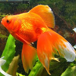 �������, �����������, 52 ����