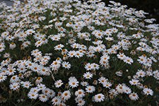 ���� ������, ������ - ��������� 8 �������� 2013