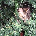 ���� �����, �����, 43 ���� - ��������� 3 ������ 2014 � ������ ������ ��������