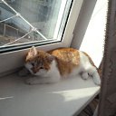 ���� ������, �����������, 35 ��� - ��������� 26 ������ 2014 � ������ �PetLove�