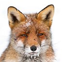 ���� ���� ��� (Dj-lisess), ������, 46 ��� - ��������� 20 ������� 2013 � ������ ���� ���Ȼ