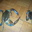 ���� �������, ��������� - ��������� 13 ������� 2013 � ������ �������� � ������