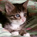 ���� Ը��� ���������, �����������, 63 ���� - ��������� 12 ������� 2013 � ������ ���� ���������