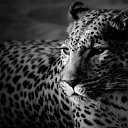 ���� �������, ���� - ��������� 13 ������ 2013 � ������ �Leo�