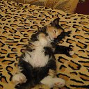 ���� �����, �����-���������, 56 ��� - ��������� 19 ������ 2013 � ������ ���� ����������