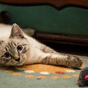 ������ ) �� ������� ���� ���� ...�