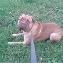 ���� ��������, �����-��������� - ��������� 4 ������� 2013 � ������ ���� ����������