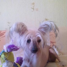      (Chinese Crested Dog)


,  !    ,
       -
    !
 ,  - !   !..