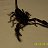 Heterometrus spinifer