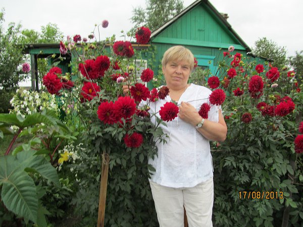 Красавицы Однолетние Георгины: лучшие сорта с фото