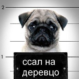 ���� ���� ������ ����������, �����, 39 ��� - ��������� 29 ������ 2013