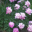 ���� ����, ������������, 56 ��� - ��������� 4 ������ 2013