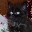 ���� ����, �������, 54 ���� - ��������� 14 ������ 2014 � ������ ���� ����������