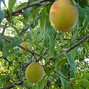 �������. �� ������� ���� ����.�