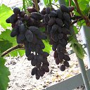 ���� ����, �������������� - ��������� 3 ������� 2014 � ������ ���� ��������