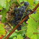 ���� ����, ����������� - ��������� 8 ������� 2013 � ������ ��� �����