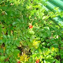 ���� ������, ��������� - ��������� 26 �������� 2013