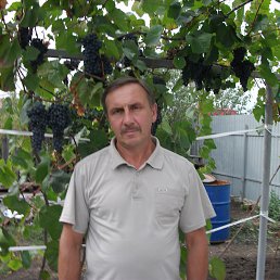 , 65 , 