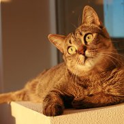 ����, 38 ���, �����