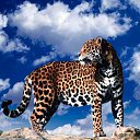 ���� �������, ���� - ��������� 13 ������ 2013 � ������ �Leo�